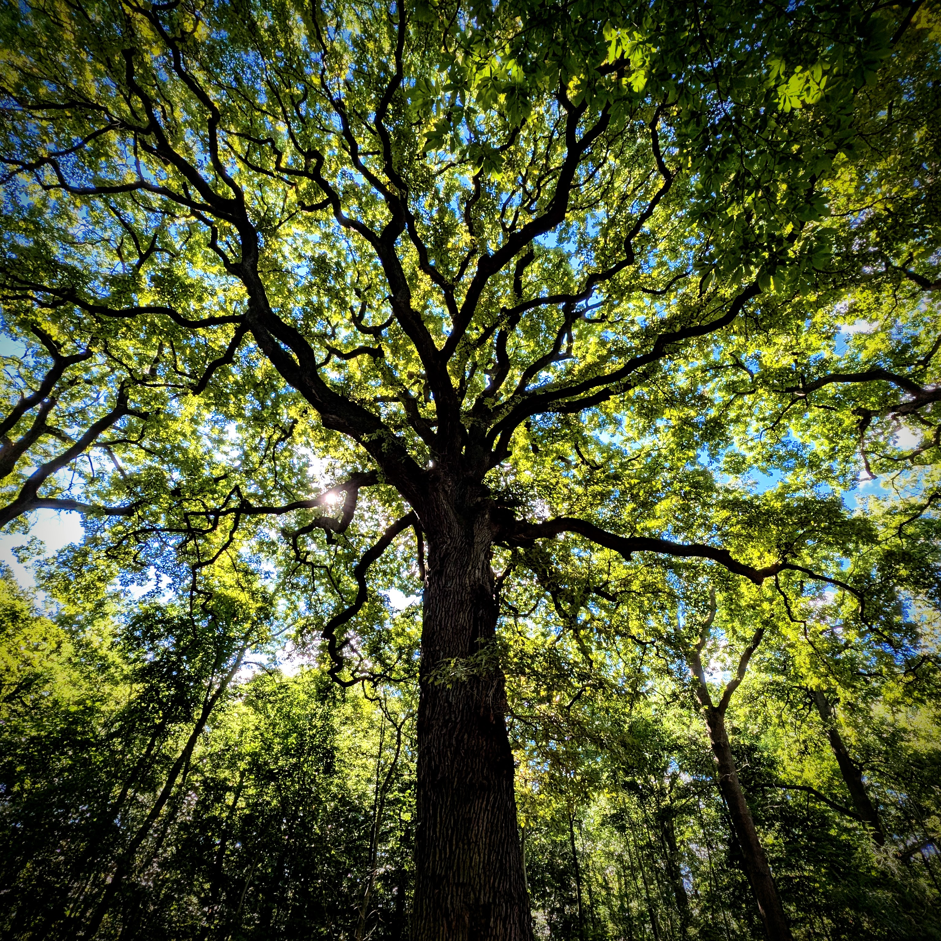 Quarry Ruins — Forêt domaniale de Meudon